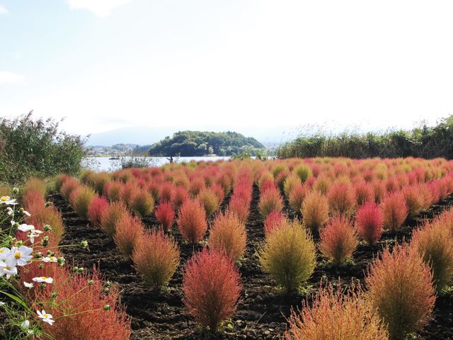 10�����{���������Ό����̃R�L�A_fujisanbike �͌���