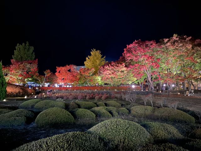 11����{�B�e�@�x�m�͌��΍g�t�܂胁�C�����_fujisanbike �͌���