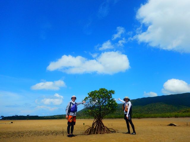 ���\���J�k�[�c�A�[����