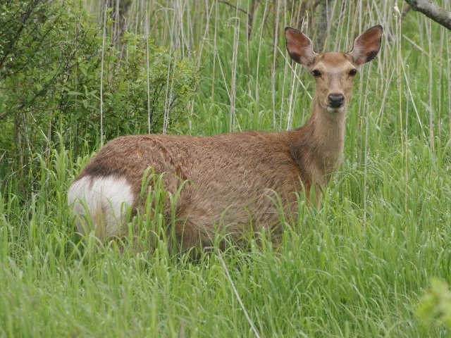 ReRa�i�����j