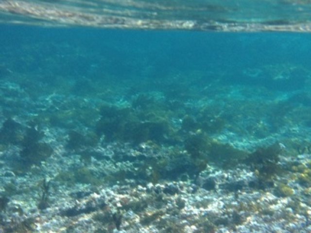 �X�m�[�P�����O����_BeachBum DIVE&SUP