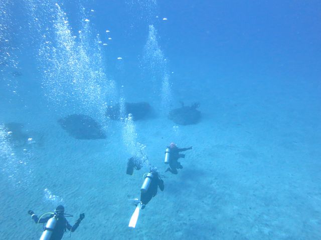 NԂʂĔrIxǂxˁB̒ł~NAxNo.1I_DIVEHOUSE FUTO