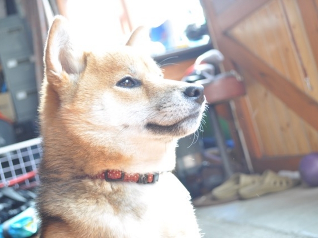 X̊Ŕ&AChĂłB_DIVEHOUSE FUTO