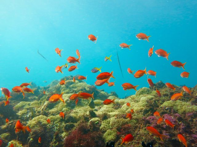 {xíuȐ̃|jṽfƂȂɂ܂_DIVEHOUSE FUTO