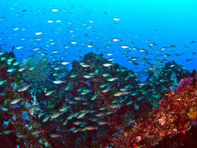 ɓ͂ƂɂeZII_DIVEHOUSE FUTO