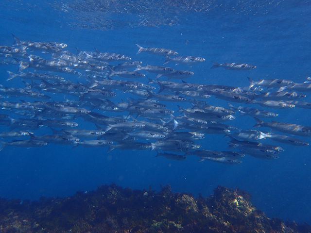 ꂼA\́u{N[_vI_DIVEHOUSE FUTO