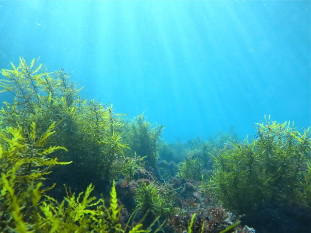 [Qmɂ͊C̐XI_DIVEHOUSE FUTO