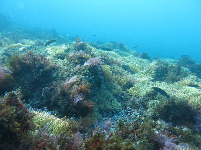 [Smɂ̓C\M`NLĂ܂B_DIVEHOUSE FUTO