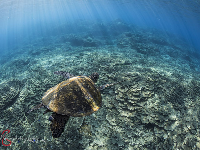 ���䓇�_�C�r���O�V���b�v�A���x�X�N�̎ʐ^1