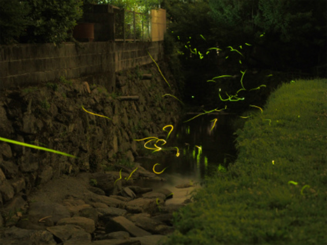 �ߏ��̏���ŗ�������z�^��_���|�H�[�u���̉��@�y�̉��v