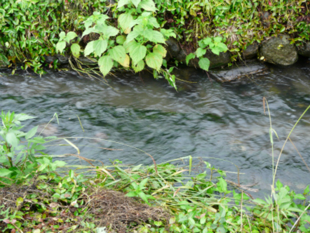 �H���̂����������点���炬�̉����������܂�_���|�H�[�u���̉��@�y�̉��v