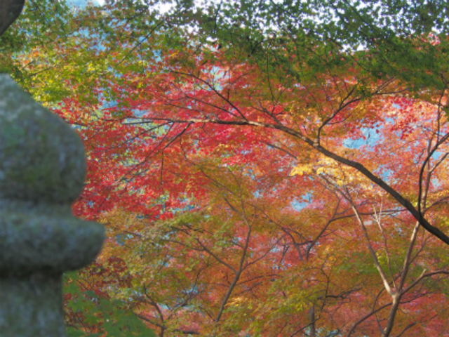 �H�̍g�t���吨�̊ό��q�œ��킢�܂�_���|�H�[�u���̉��@�y�̉��v