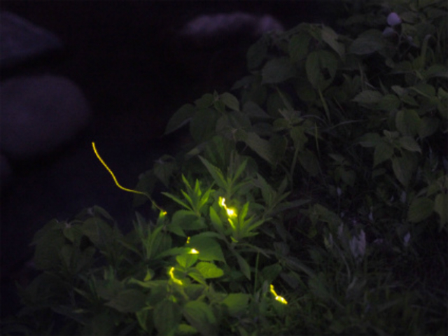 5�����{����6����{�͋ߏ��ł��z�^���Ϗ܂��y���߂܂�_���|�H�[�u���̉��@�y�̉��v