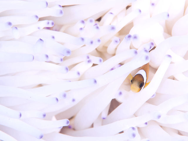 �N�}�m�~�Ɣ��������C�\�M���`���N_���v�����R�ē�