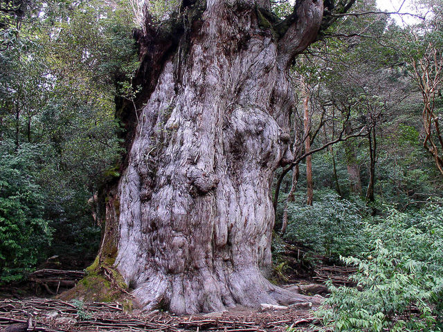 ���v���Ƃ����Γꕶ���I
����10���Ԃ�����Ă悤�₭�o���ŌÂ̐��ł��B_���v�����R�ē�