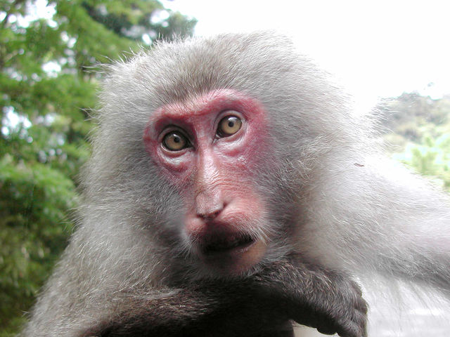 �����ѓ��ŏo��������N�U�����Ԃ̏�ɏ�������Ă����I_���v�����R�ē�