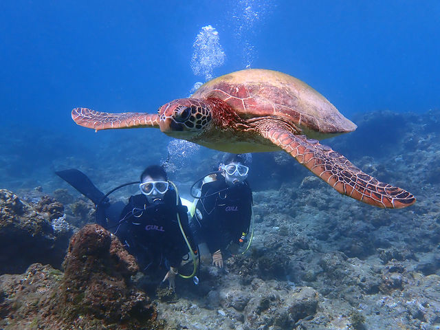 �߂������Ă����E�~�K��_���v�����R�ē�