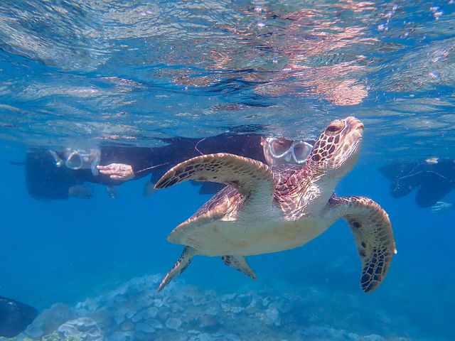 ���邭�L���L���Ƃ����C�Ŋy���ރV���m�[�P�����O�I_���v�����R�ē�