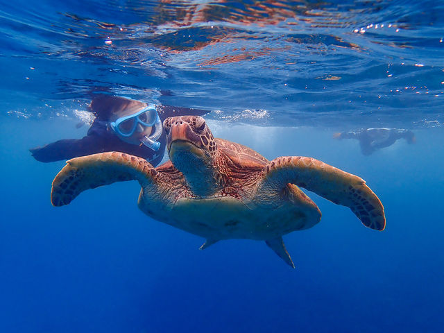 �E�~�K���͐��ʋ߂��܂ŏオ���Ă��邩��V���m�[�P�����O�ł��߂Â��܂��I_���v�����R�ē�