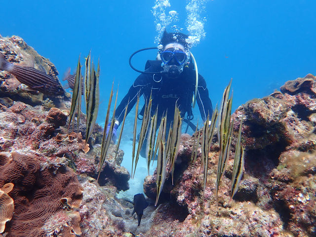 �ςȋ�����������I_���v�����R�ē�