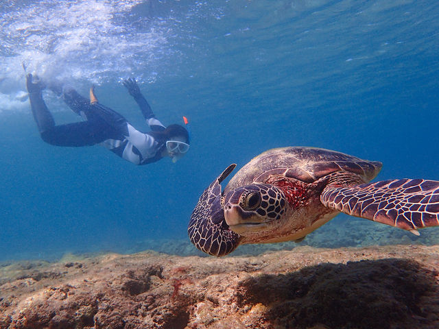 �E�~�K���͐󂢐��[�ɑ����̂ŃV���m�[�P�����O�ł��ԋ߂Ɍ����܂��I_���v�����R�ē�