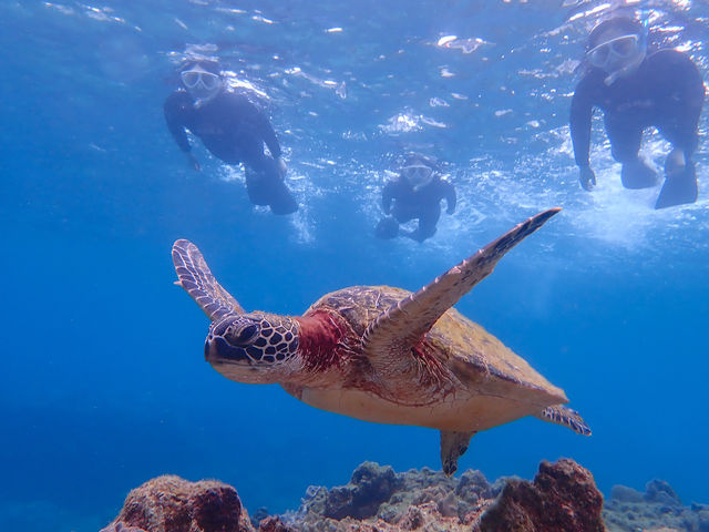 ���܂ł����܂ł��E�~�K���ƈꏏ�ɉj�����I_���v�����R�ē�