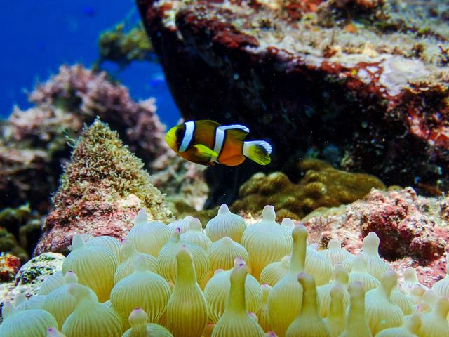 �N�}�m�~���I_�G�R�T�[�t�@�[