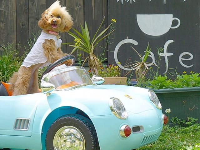 VɍڂċLOʐ^_ɓ@񂱂̐X