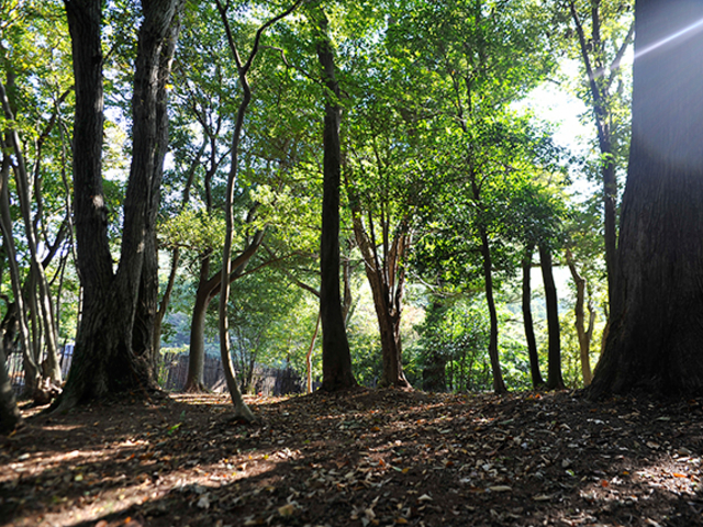 hbOGؗу][_ɓ@񂱂̐X