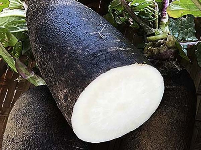 ���_�C�R���́A���g�͐^�����A��ɉh�{�f�������Ղ�܂܂�Ă��܂��B_�x�m�R�K�[�f���t�@�[��