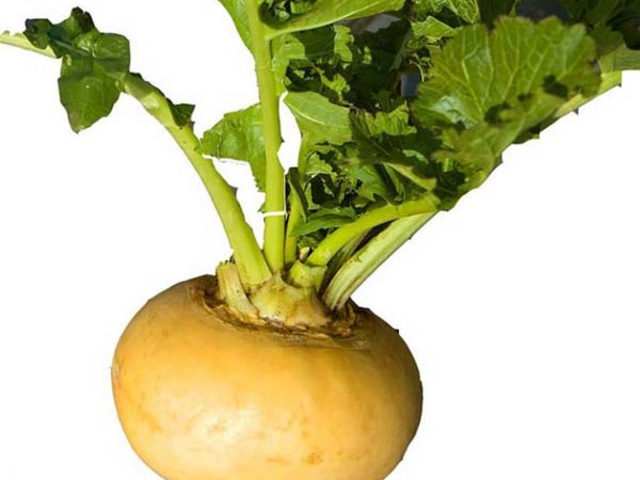 �����J�u_�x�m�R�K�[�f���t�@�[��