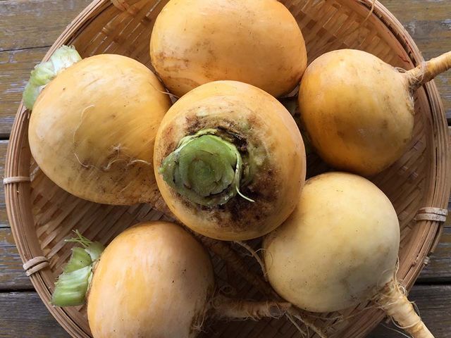 �k���ł͔��̃I�����W�ƌ����Ă��܂��B_�x�m�R�K�[�f���t�@�[��