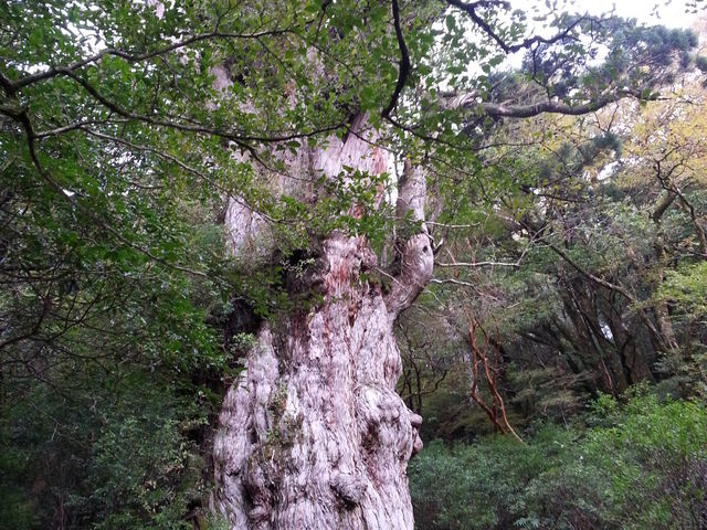 �m�u���b�N���v��