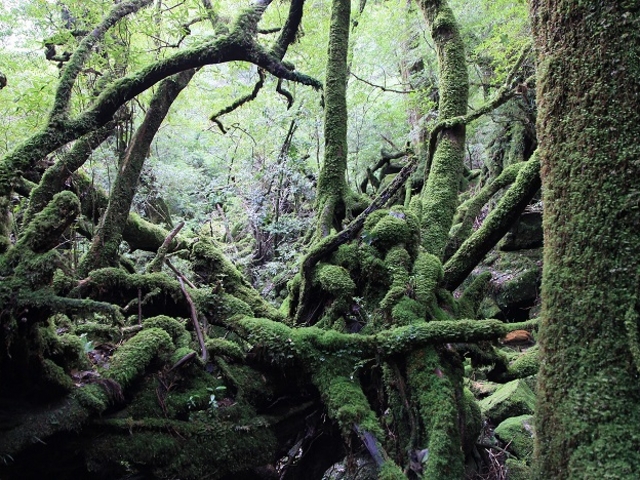 �m�u���b�N���v��