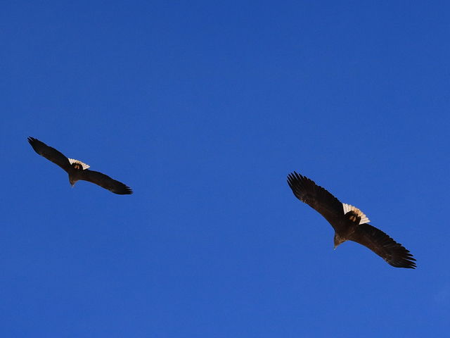 �z�~�̂��ߒm���ւ���Ă���I�W�����V�B����o�b�N�ɗD��ɔ�Ԏp�͔��͂�����܂��B_�V�����iSHINRA�j