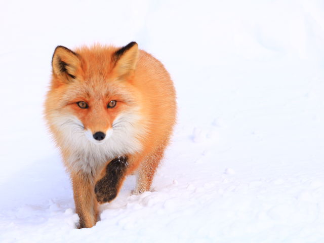 �~�тɕ�܂ꂽ�L�^�L�c�l�B�c�A�[���o��Ă����������Ƌ����Ă��܂��̂ŁA��u����Ƃ��������܂���I_�V�����iSHINRA�j