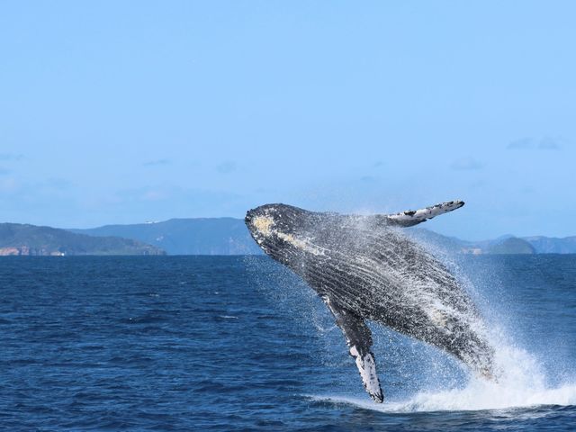 cǊԂ̊CŉĂ̓Vm[P~̓zG[EHb`OĂ܂^ ^_NEWSߔeX