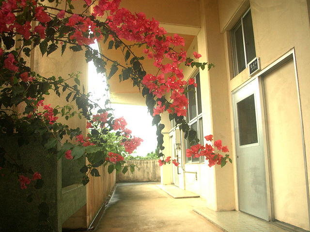 �G�߂ɂ�苳���O�̘L�����u�[�Q���r���A���ʂ�܂�_Botanica