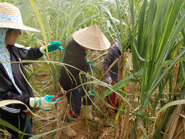 �N�o�}����ăn���T�[�i���l�j�̌��I_���΂���a