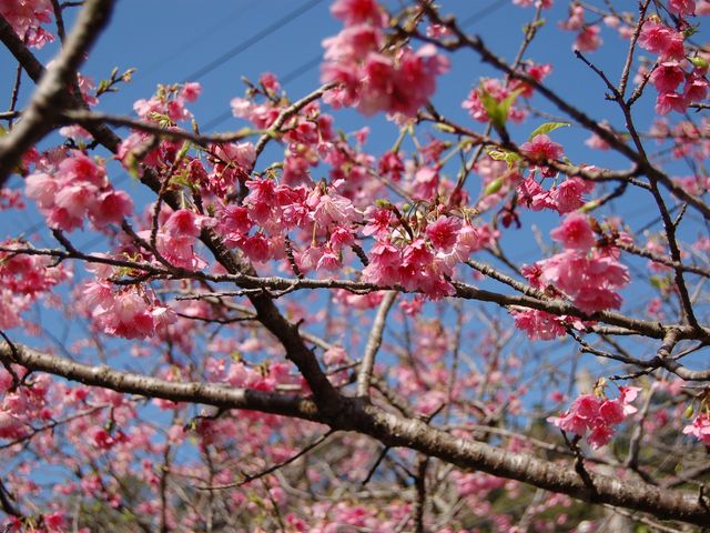 ���{�ꑁ�����̂��Ԍ����I_���΂���a