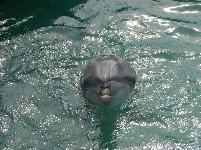 ���킢���C���J�Ƃ̐G�ꍇ�����I_���΂���a