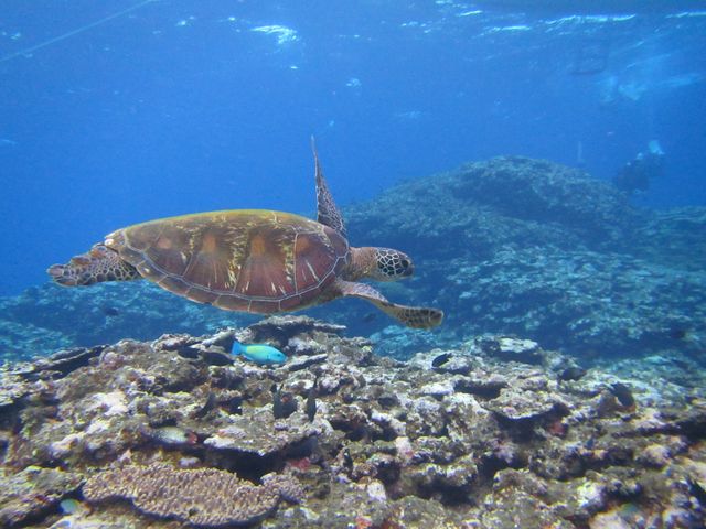 �E�~�K��������܁`��_NuNu Adventure Club