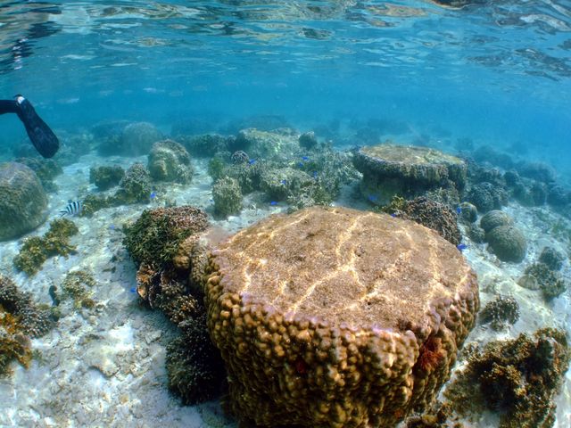 �_�C�u�h���S��