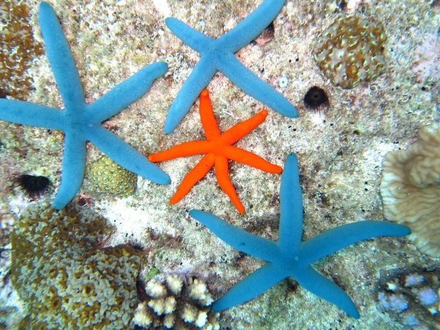 �_�C�u�h���S��