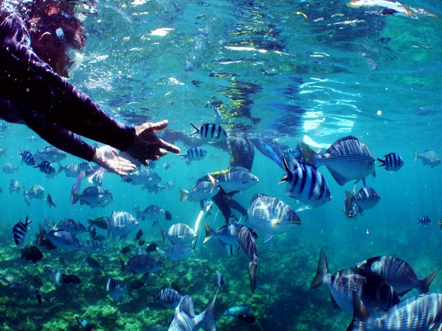 �_�C�u�h���S��