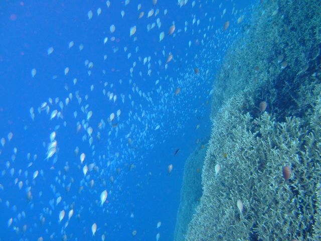 �_�C�u�h���S��