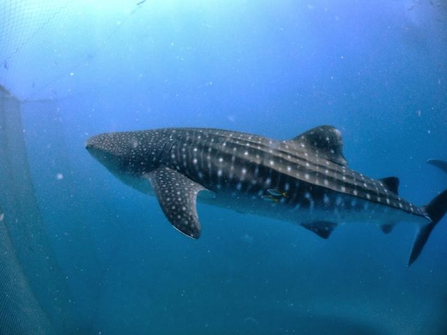 �_�C�u�h���S��