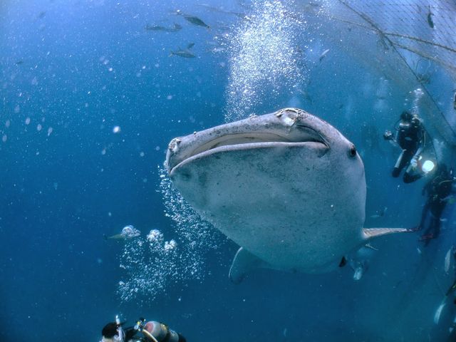 �_�C�u�h���S��