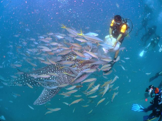 �_�C�u�h���S��