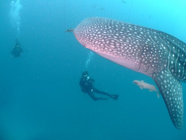 �_�C�u�h���S��